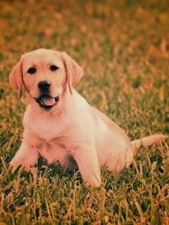 Щенок лабрадора в траве обои
