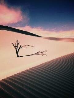 Сухостой в пустыне обои