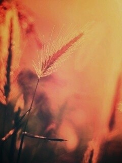 Травинки на солнце обои