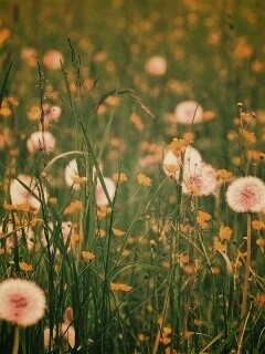 Поле одуванчиков обои