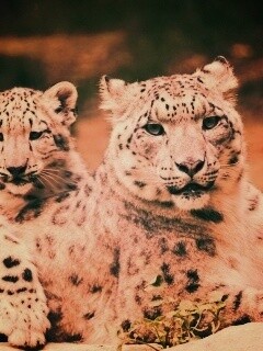 Самка снежного барса с котенком обои