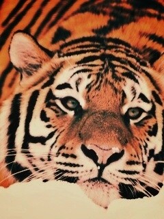 Тигр в снегу обои