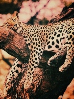 Спящий гепард обои