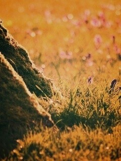 Дерево в траве обои