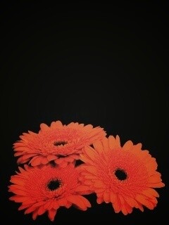 Красные герберы обои