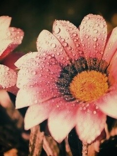 Два цветка обои