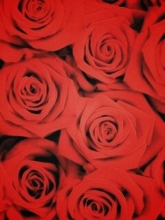 Букет красных роз обои