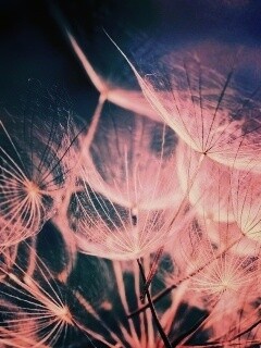 Семена одуванчика обои