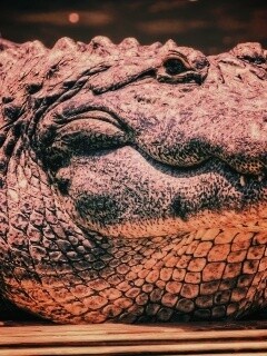 Синий крокодил обои