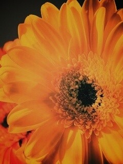 Желтый гербер обои