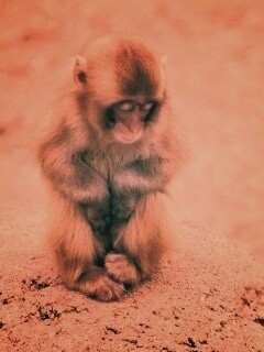 Детеныш обезьяны обои