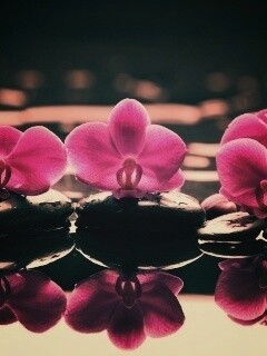 Орхидеи на камнях обои