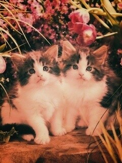Котята в цветах обои