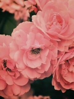 Розовые цветы обои