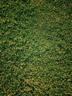 Чайные листья обои