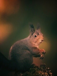 Белку застали врасплох обои