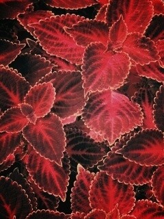 Красные листья обои