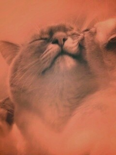 Котята с мамой обои