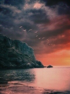 Чайки над скалами обои