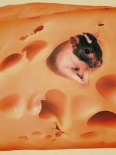 Мышка в сыре обои