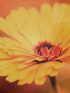 Желтый гербер обои