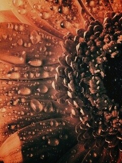 Капли на лепестках гербера обои