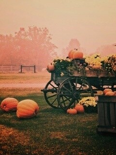 Урожай тыков обои