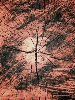 Логотип Apple на бревне обои