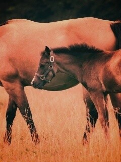 Жеребенок и беременная кобыла обои