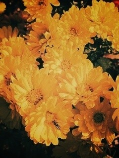 Оса на желтых герберах обои