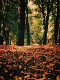 Ранняя осень обои