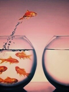 Побег рыбки обои