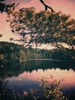 Ветка сосны над озером обои