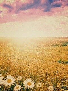 Летний восход обои