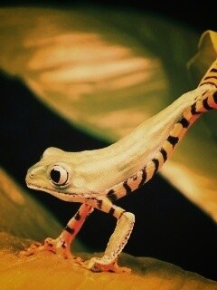 Лягушка переползает с листа на лист обои