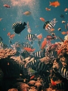 Жизнь в корраловом рифе обои