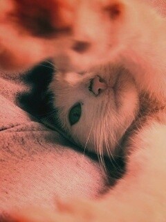 Кот фоткает сам себя обои