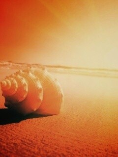 Золотистая ракушка обои