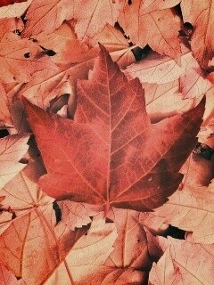 Флаг Канады из листьев обои