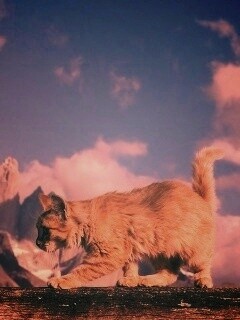 Рыжий котик в горах обои