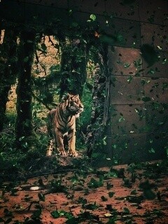 Портал в джунги обои