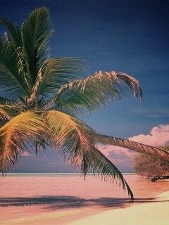 Пальма над водой обои