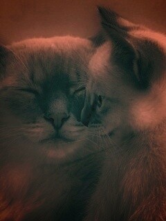 Кошка с котенком обои