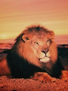 Лев на берегу океана обои