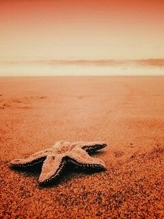 Морская звезда на бесконечном пляже обои