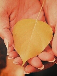 Осенний лист в руках обои