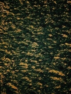 Густые хвойные заросли обои