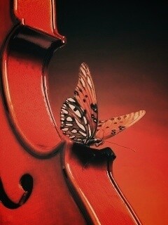 Бабочка на скрипке обои