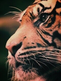 Взгляд тигра обои