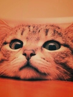 Любопытный котейка обои